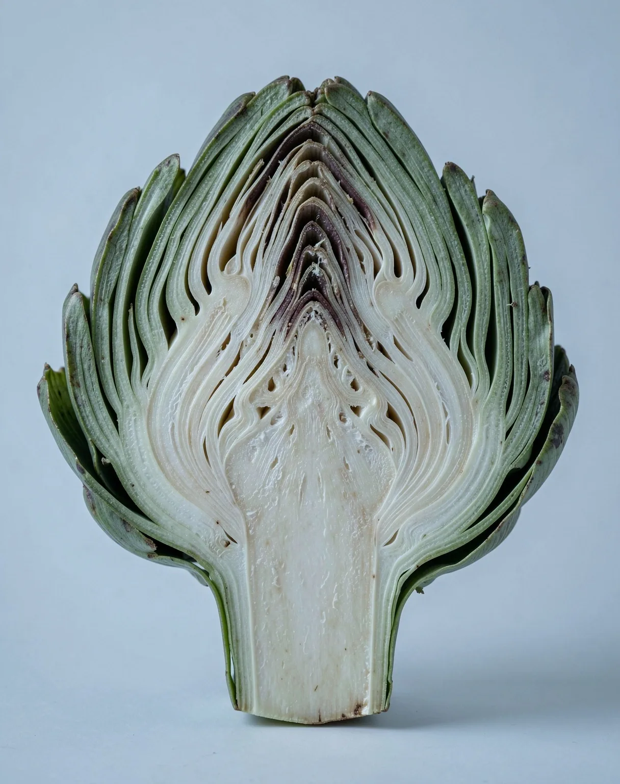 Estructura nutricional microscópica
